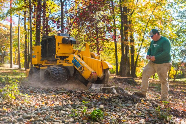 tree stump removal