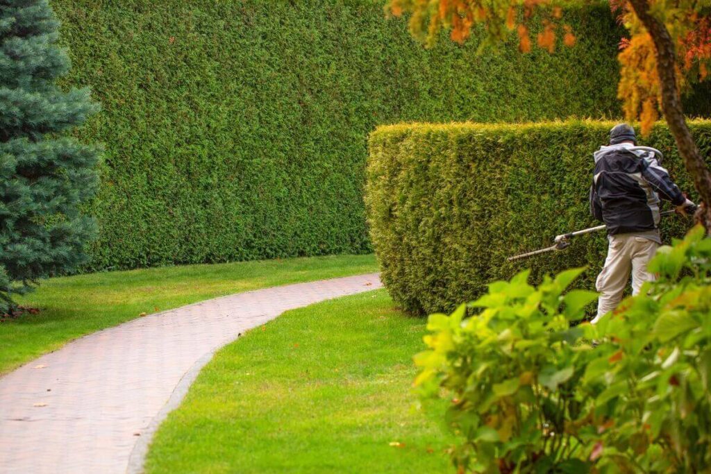 Best Hedge Trimming Services