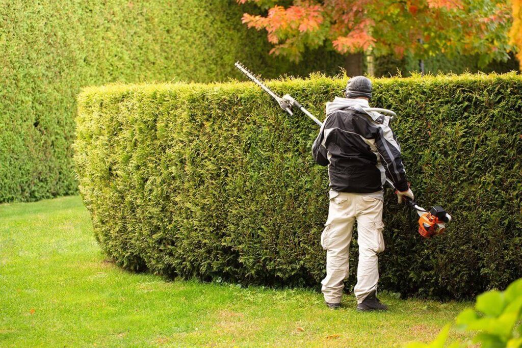 Best Hedge Trimming Services