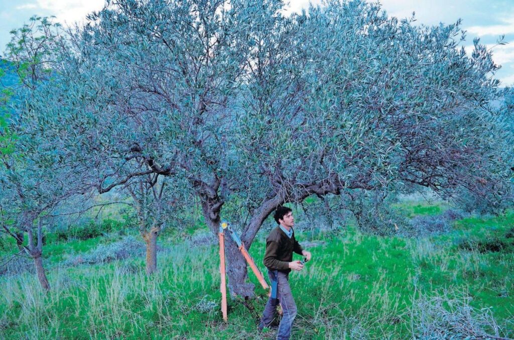 Why Tree Pruning in Sydney Is About More Than Just Aesthetics