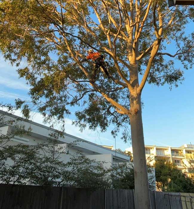 Why Tree Pruning in Sydney Is About More Than Just Aesthetics