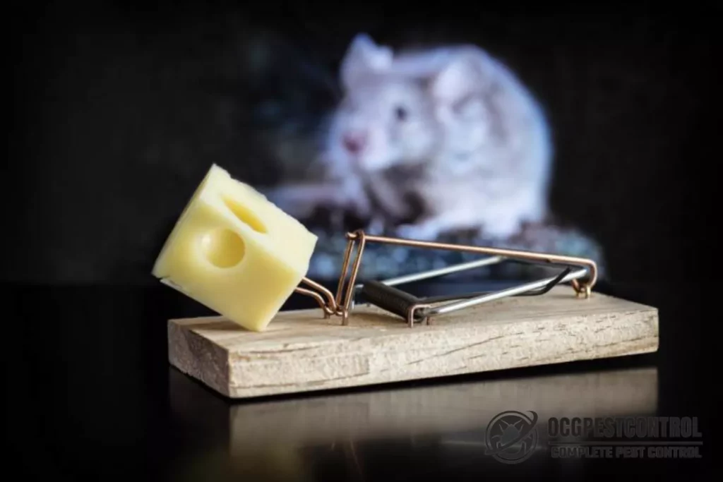 Mice Control Sydney: Common Mistakes Homeowners Make

