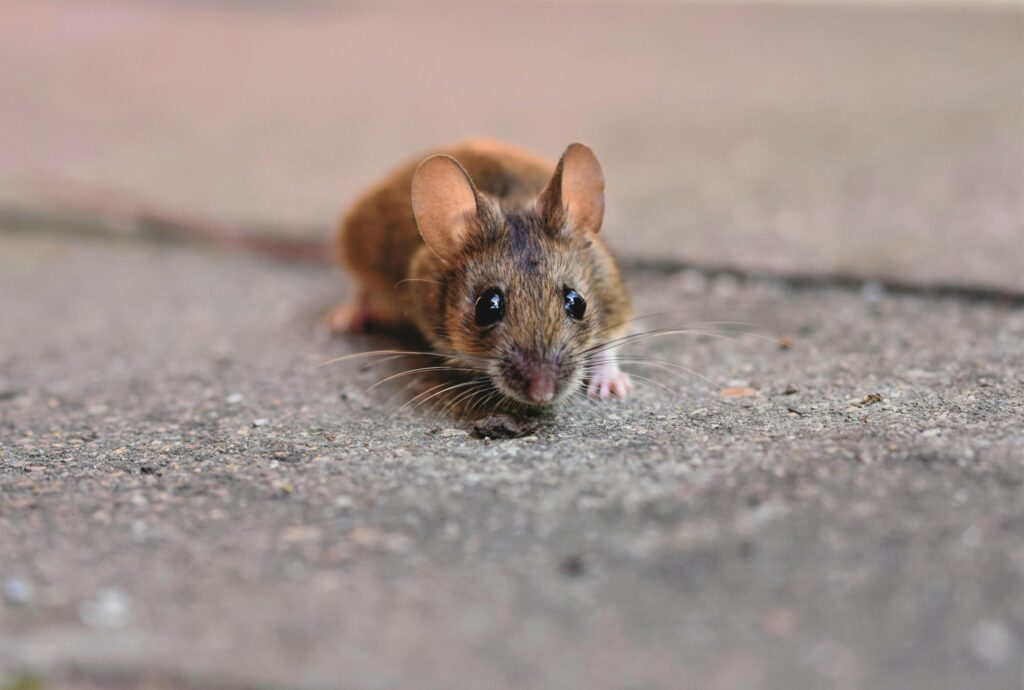 Rat Pest Control Sydney: How Technicians Seal Entry Points

