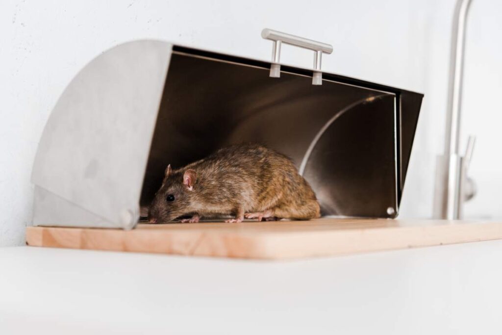 Rat Pest Control Sydney: How Technicians Seal Entry Points


