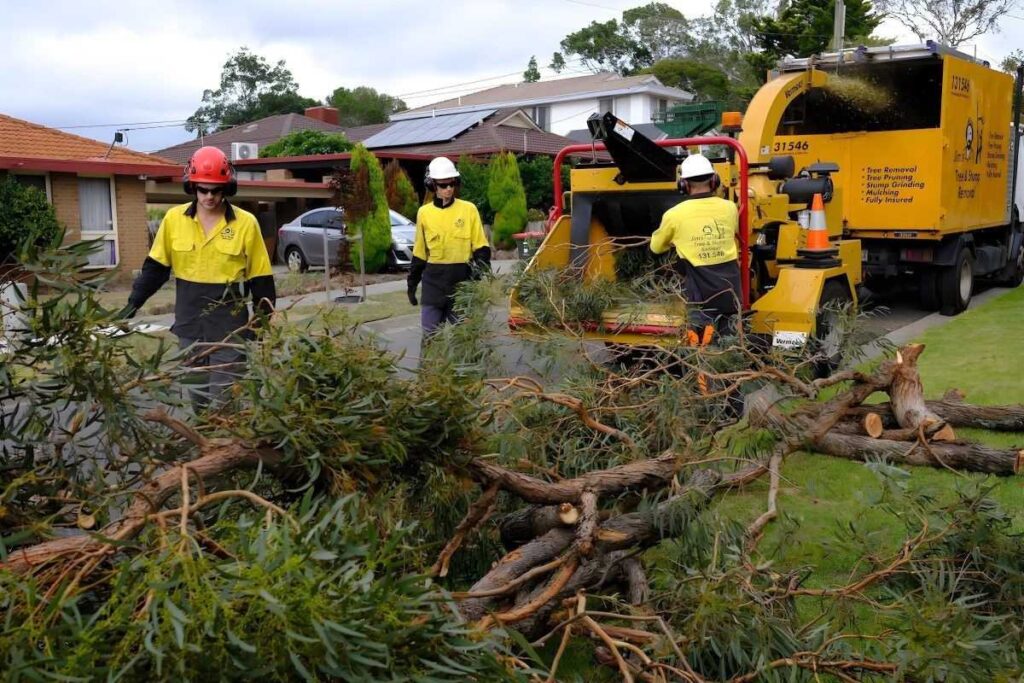 Emergency Tree Removal Willoughby