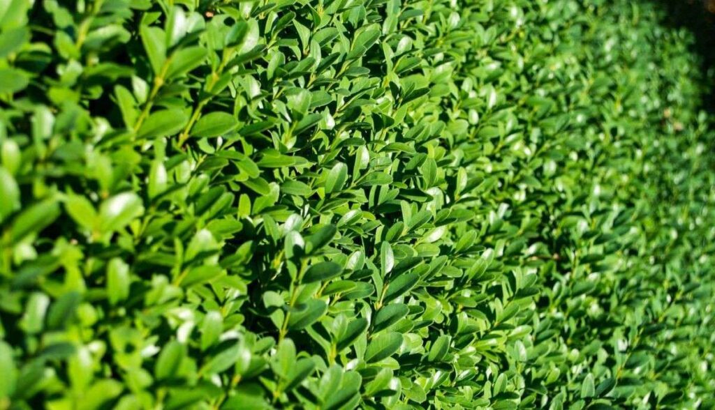 Hedge Trimming Sydney