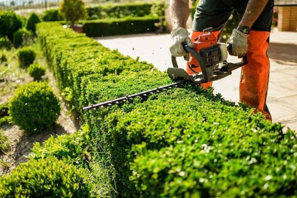 Hedge Trimming Sydney